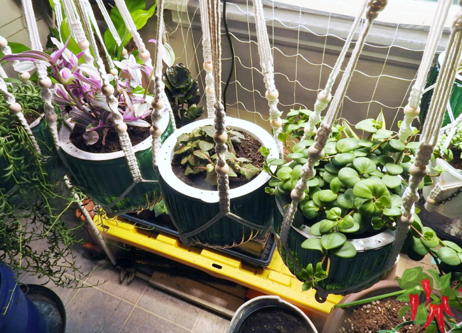 A Simple Weekly Indoor Plant Care Routine - Self watering planters can reduce watering