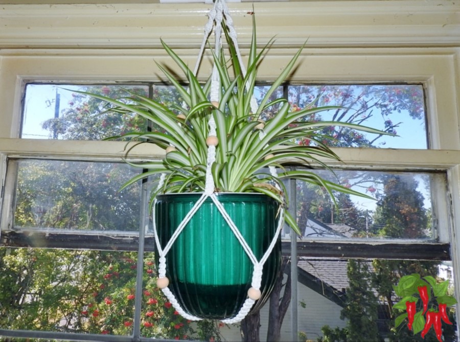 Why Indoor Plants Stop Growing (And How to Fix It)