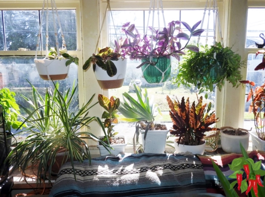 Best Window Directions for Indoor Plants