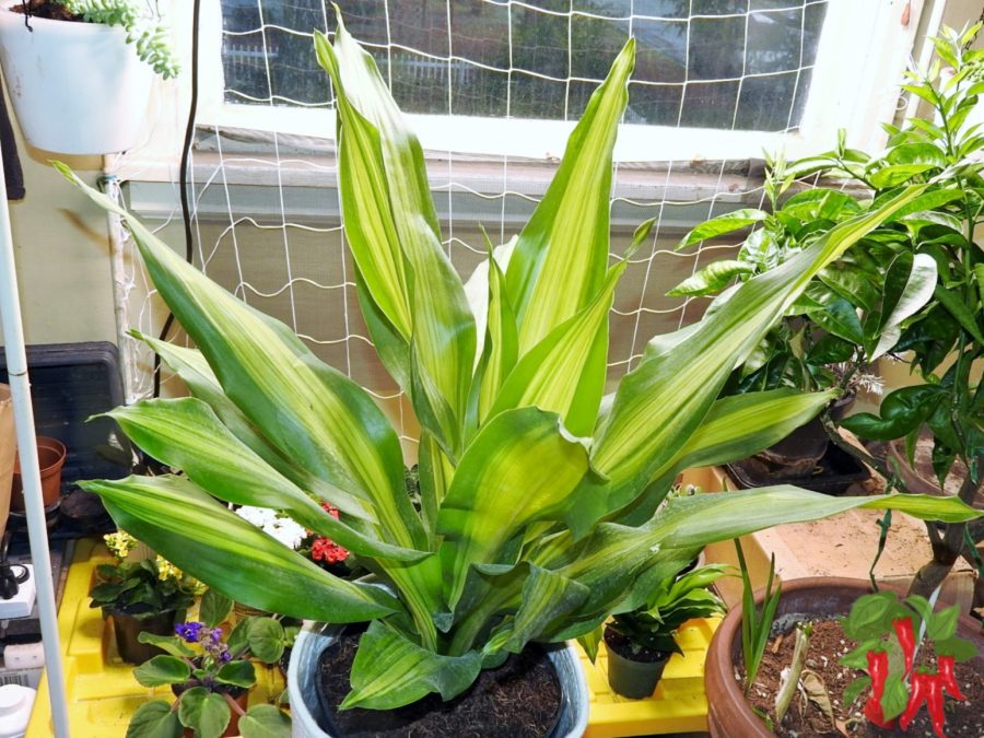 Match the Plant to Your Space