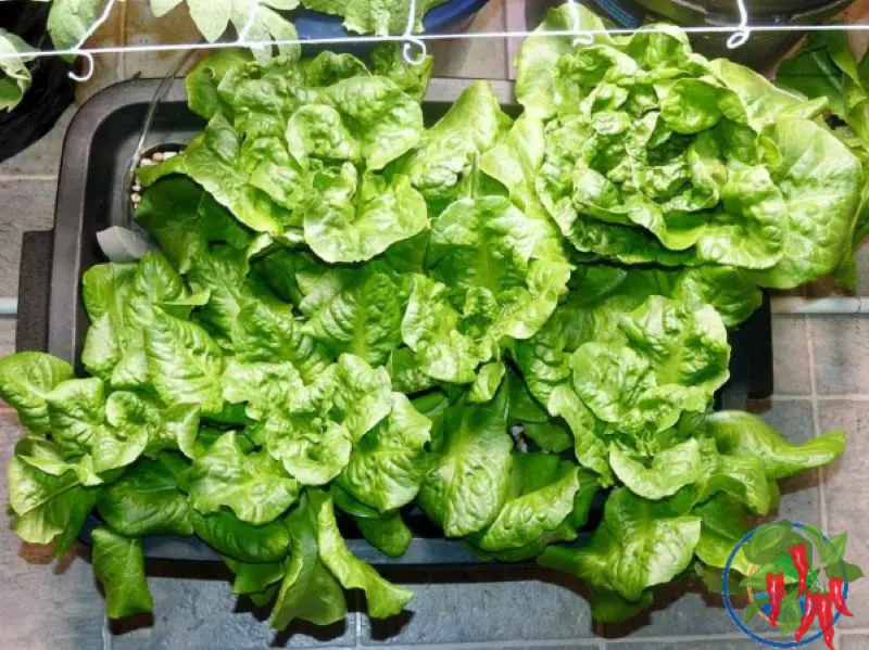 What NOT to Grow Indoors Beginner Mistakes to Avoid and What Makes a Vegetable “Easy” to Grow Indoors?