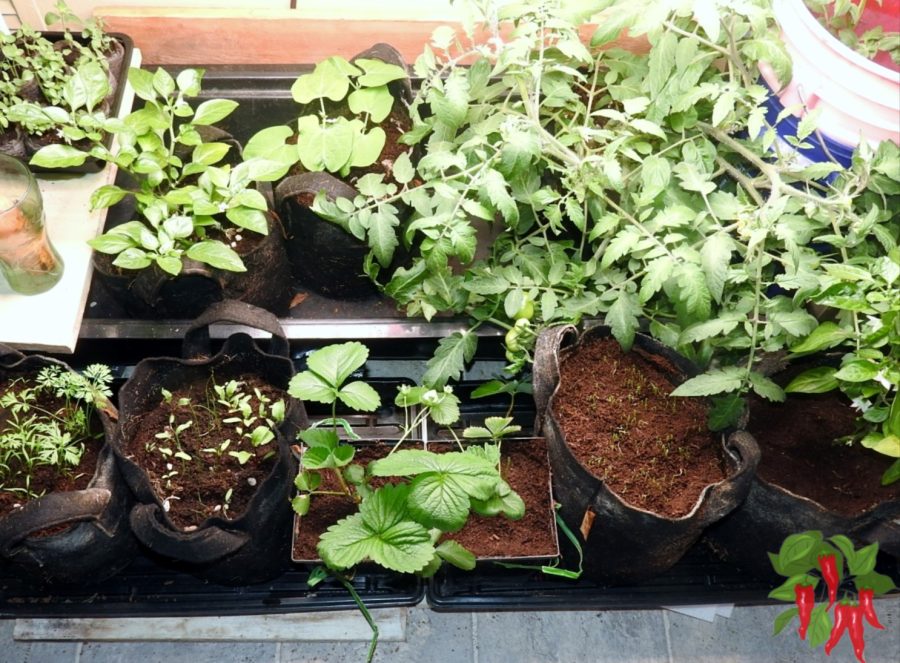 Planting Step-by-Step - Plants Growing In Pots