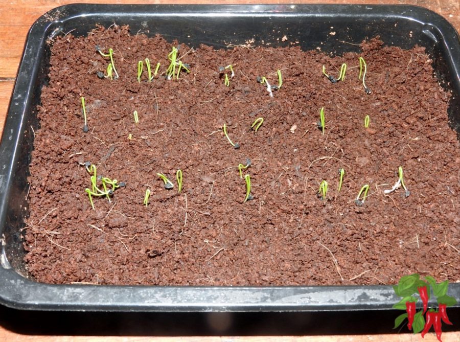 Growing in Coco Coir