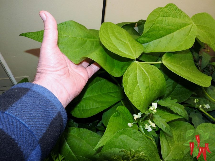 Bush Beans - Compact Varieties That Fit Indoors