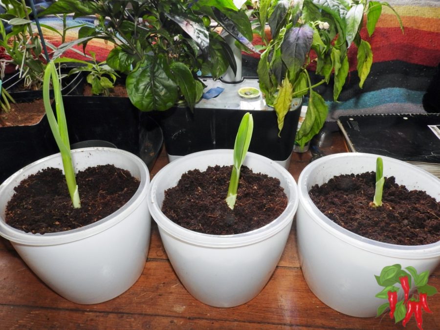 Growing Elephant Garlic In Pots