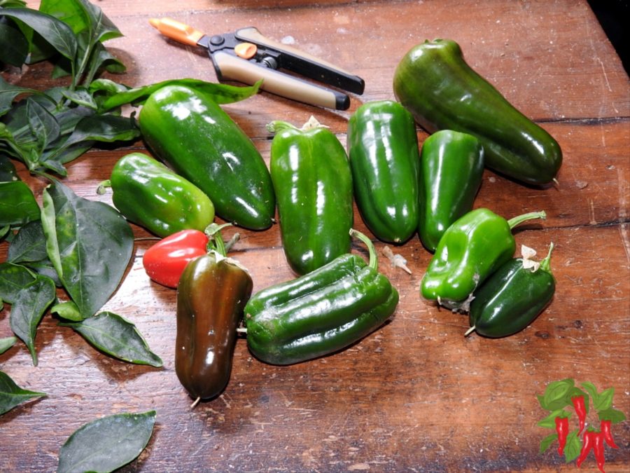 Compact Peppers (Indoor-Friendly Varieties)