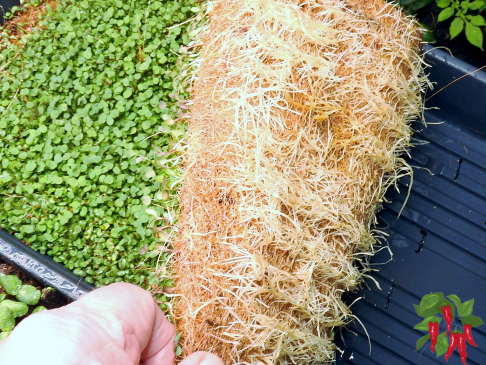 How to Grow Microgreens Indoors