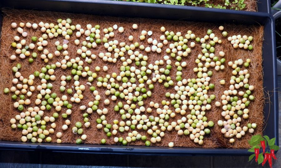 Sowing Microgreen Pea Seeds