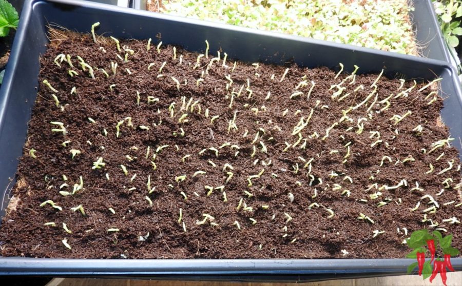 Sprouting Microgreens in Coco Coir