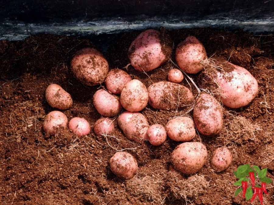 Potatoes grown in 5 gallon buckets