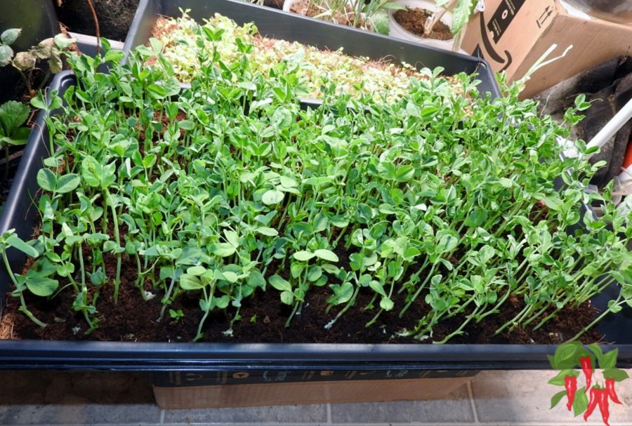 Fastest Vegetables You Can Grow Indoors - Pea Shoot Microgreens