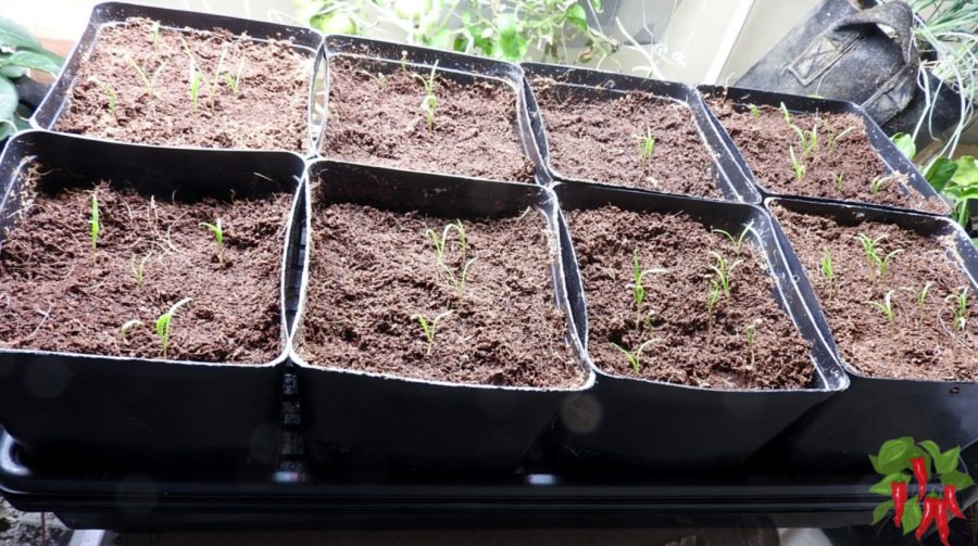 Setting Up Your Indoor Vegetable Garden