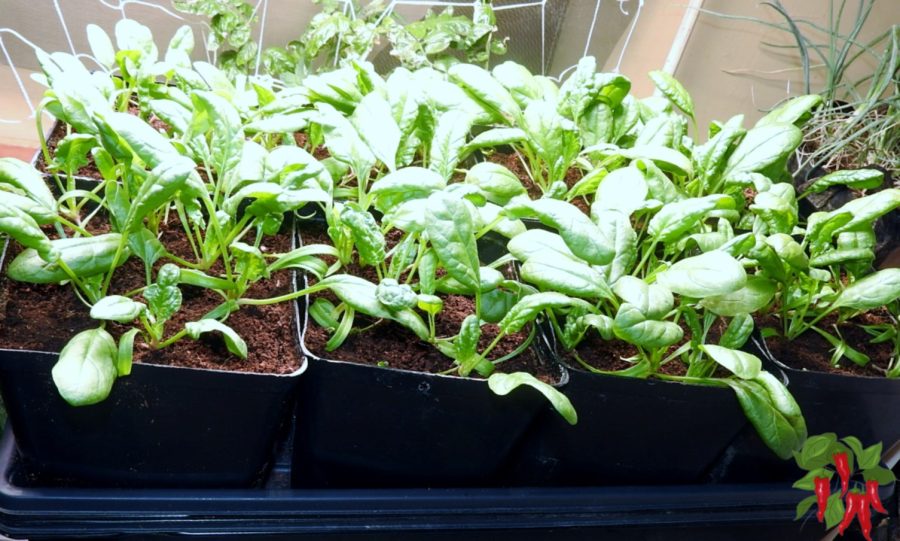 Spinach Growing in Containers