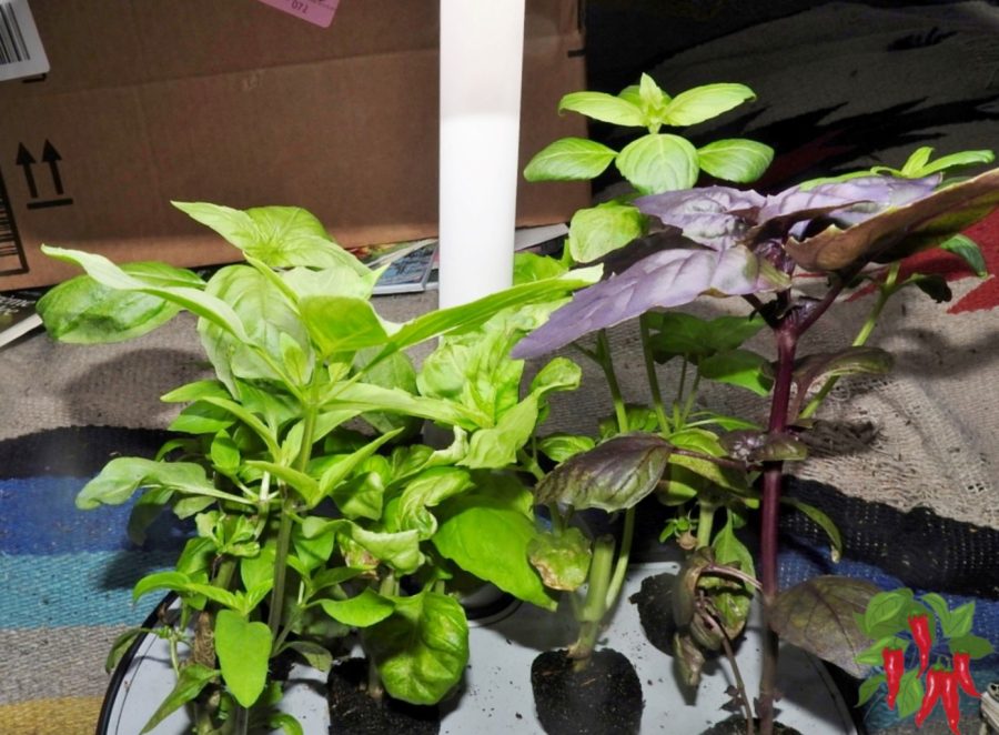 Sweet Basil - Indoor Herbs You’ll Actually Use