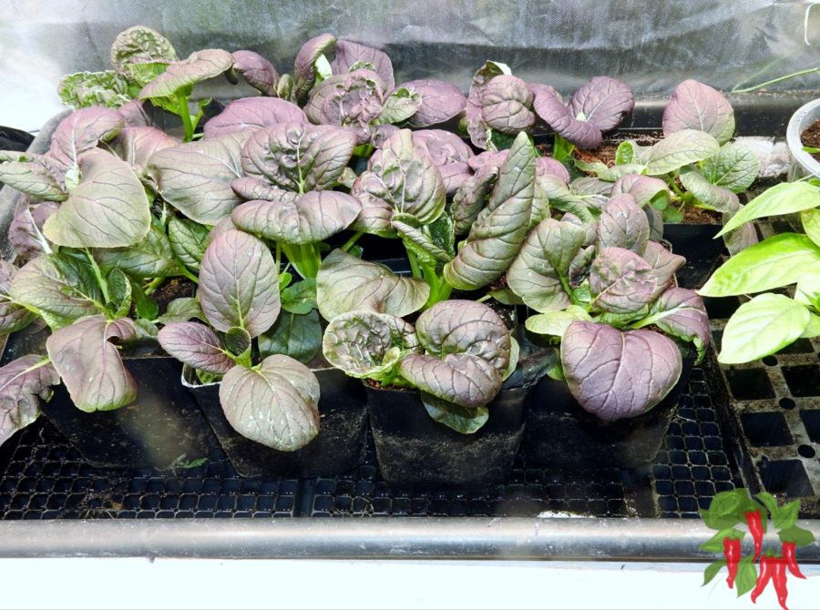 What Is the Best Soil or Potting Mix for Houseplants? Bok Choy in coco coir