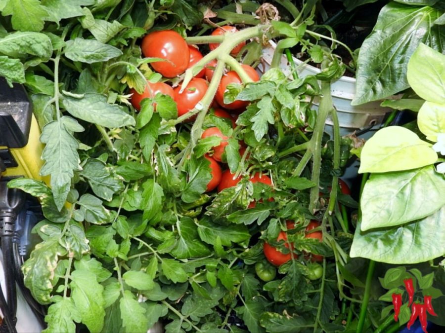 Easy Vegetables You Can Grow Indoors