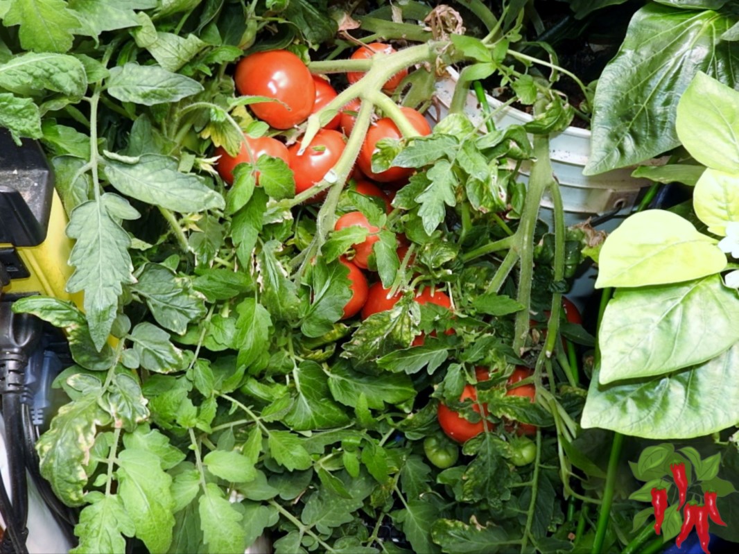 Easy Vegetables You Can Grow Indoors