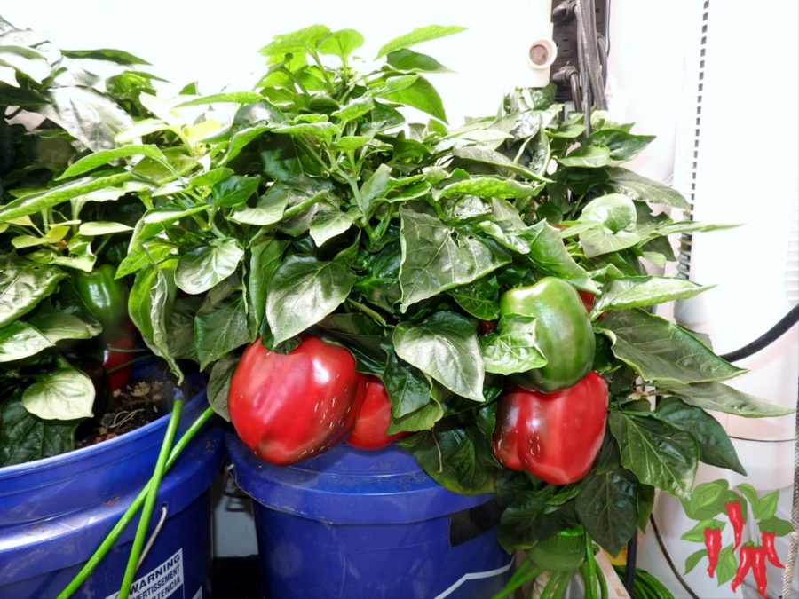 High-Yield Container Gardening