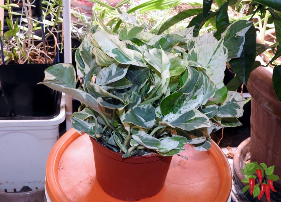 Common Container Mistakes - Healthy Pothos in a Container