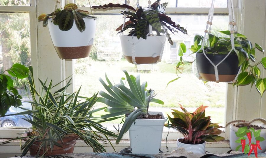 Vertical Gardening for Small Apartments