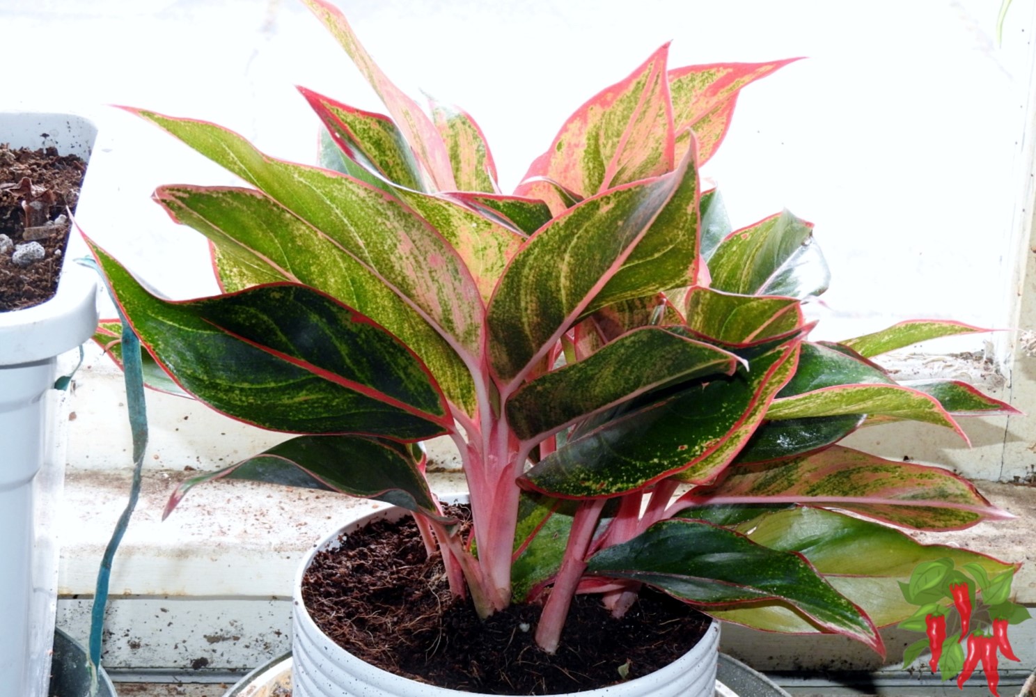 Low-Light Houseplants Anyone Can Grow -Red Chinese Evergreen
