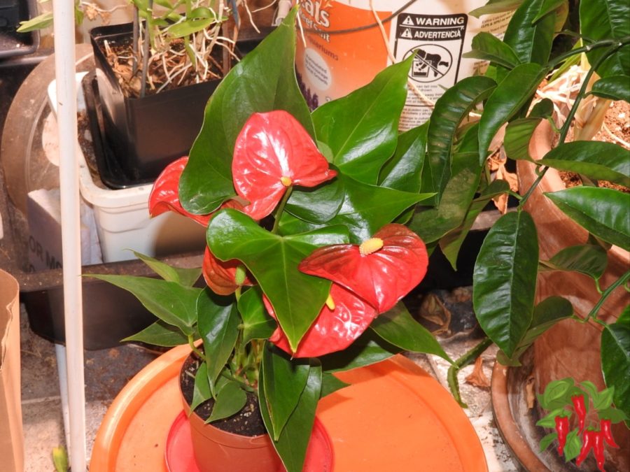 Why Light Matters Indoors - Anthurium
