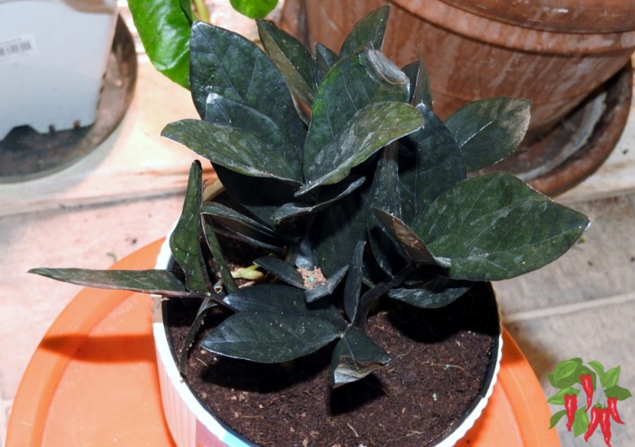 Plant Care - Raven ZZ Plant Great For Low Light