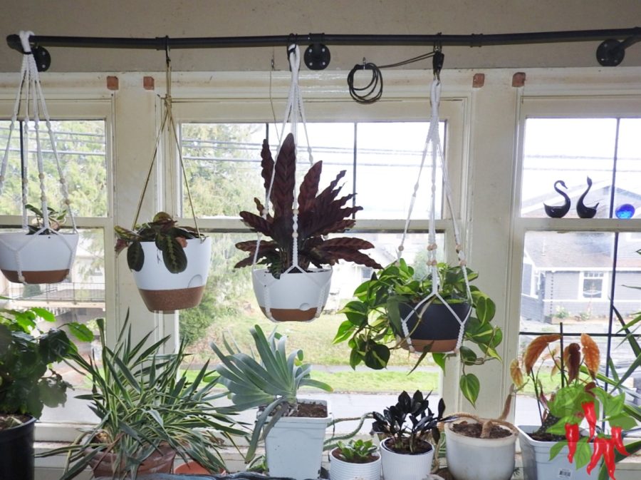 Space-Saving Vertical Garden Ideas for Beginners