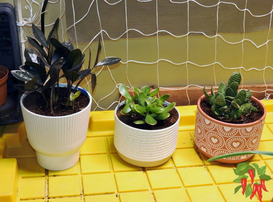 What to Grow: Best Plants for Your Indoor Space