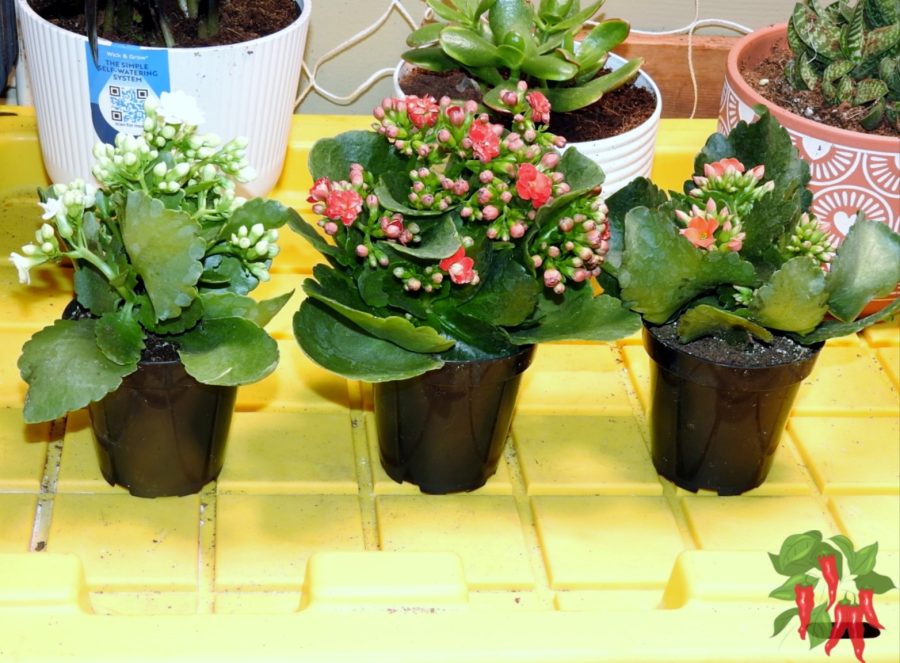 Container Gardening 101
