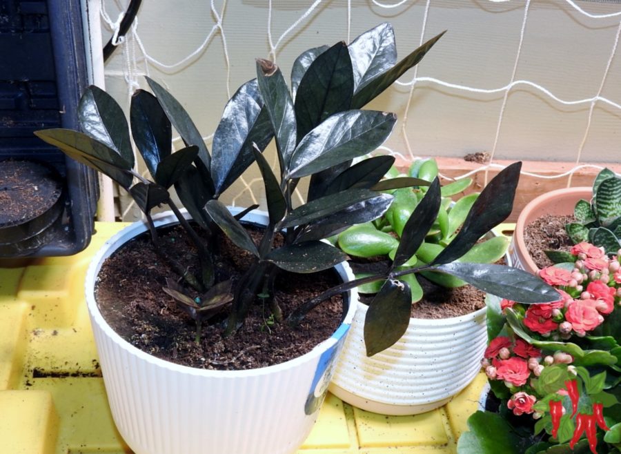Expecting Instant Results - Young Raven ZZ Plant