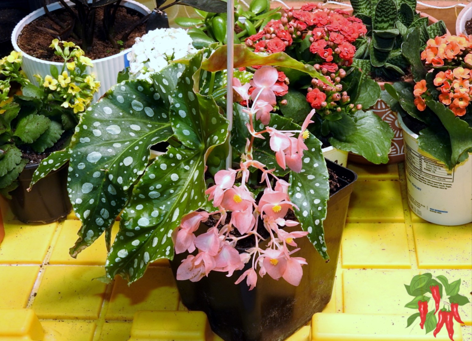 7 Flowering Houseplants That Bloom Indoors All Year