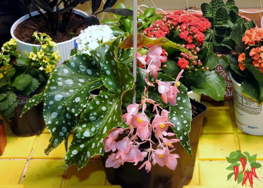 Flowering Begonia