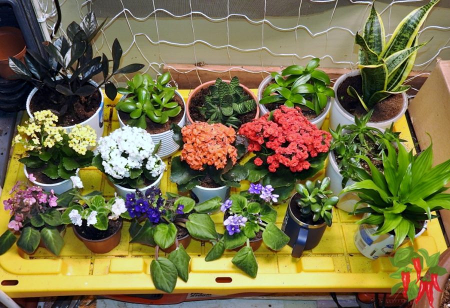 My Succulent Collection