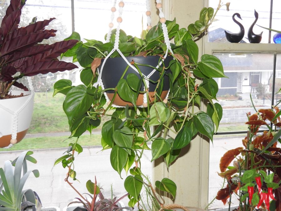 How Often To Fertilize Indoor Plants