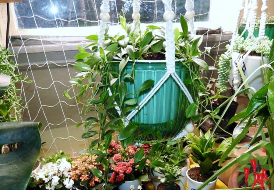 Self-Watering Container Systems - Easy Indoor Plant Watering Hacks