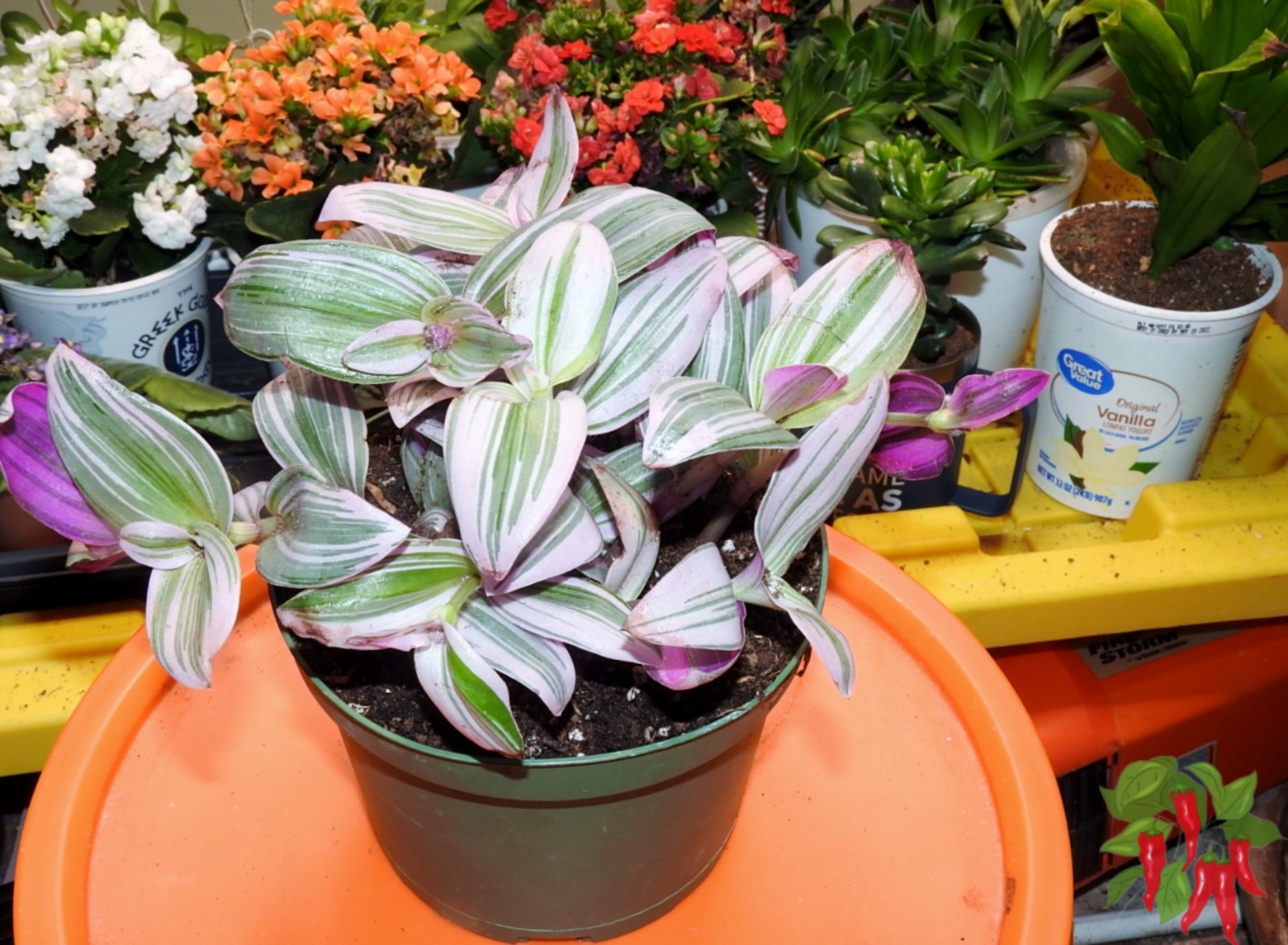Houseplants vs Edibles: What Should You Grow Indoors First? Inch Plant Tradescantia fast easy grower