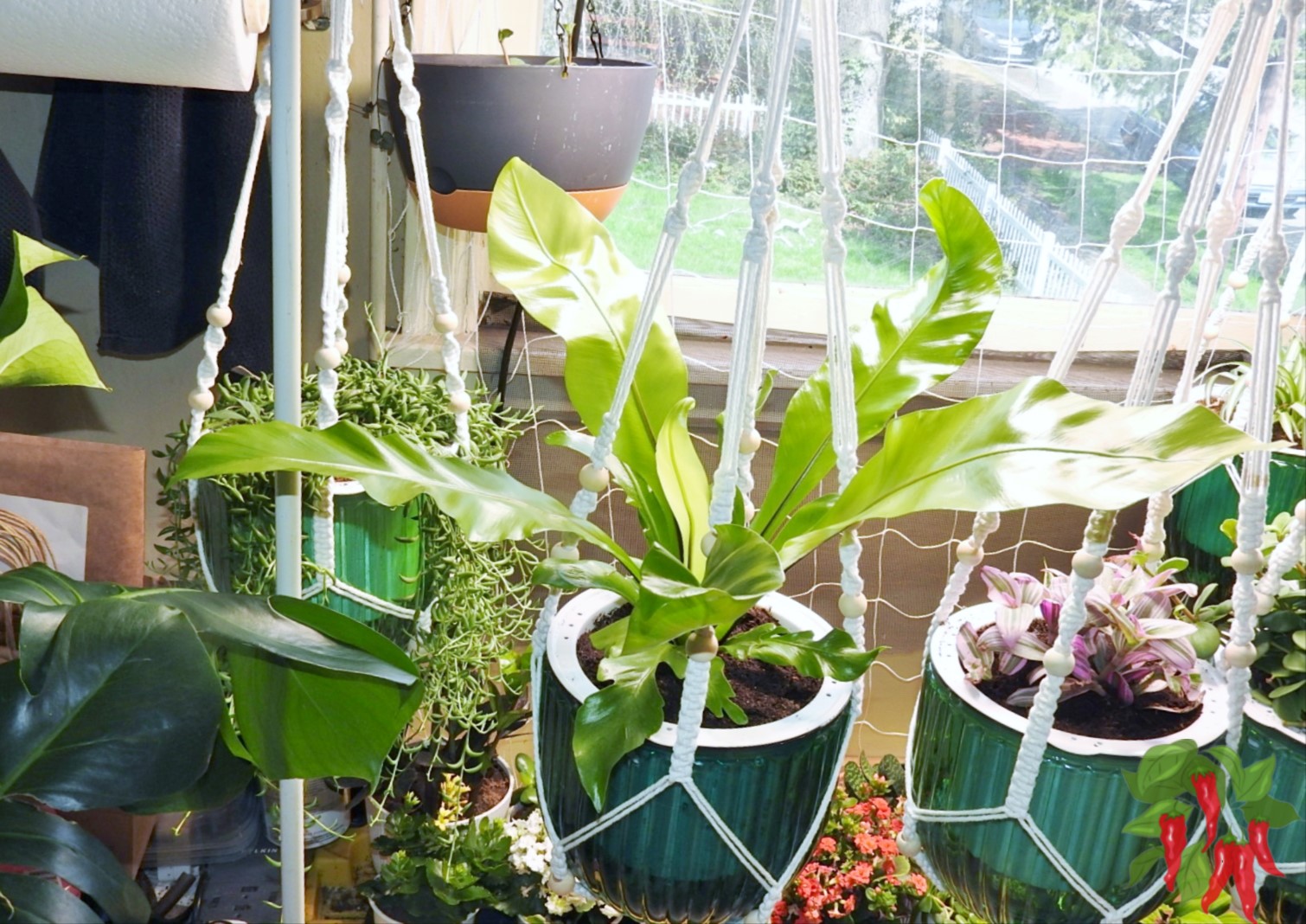 Hanging Planters Indoors: How to Prevent Drips and Overwatering - Hanging plants using self-watering planters