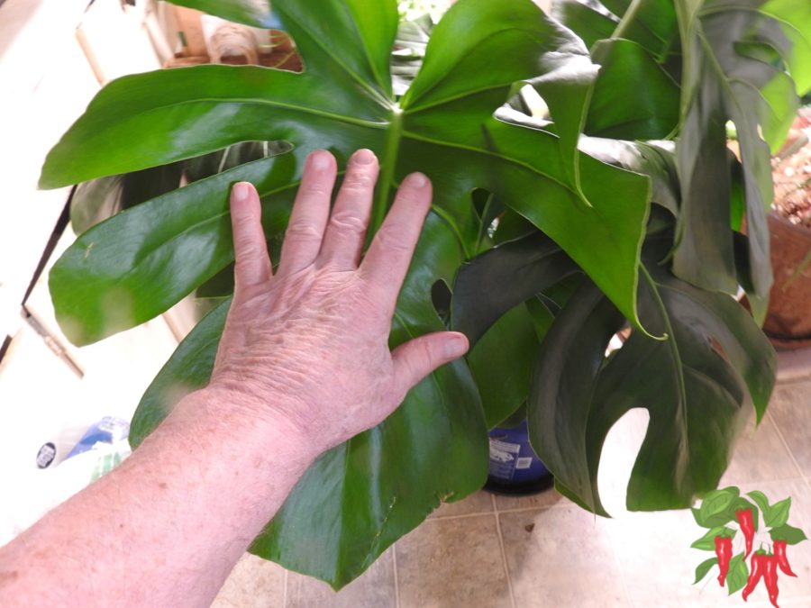 Why Fertilizer Matters (and What It Can’t Do) Large Monstera Leaf