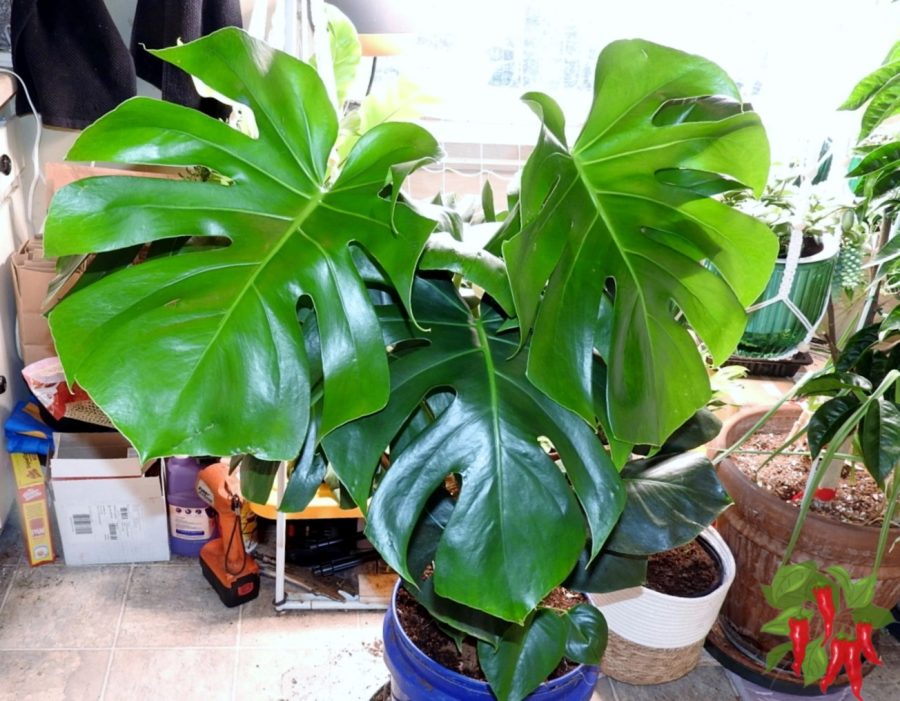 Indoor Gardening Basics