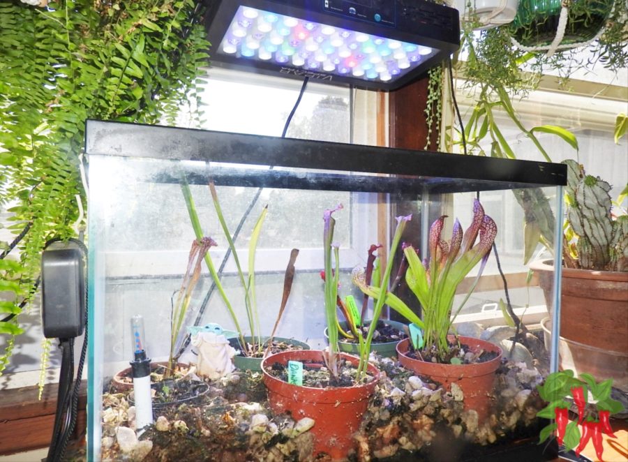 Indoor Garden Lighting Made Easy: Pitcher Plant Under LED Grow Light