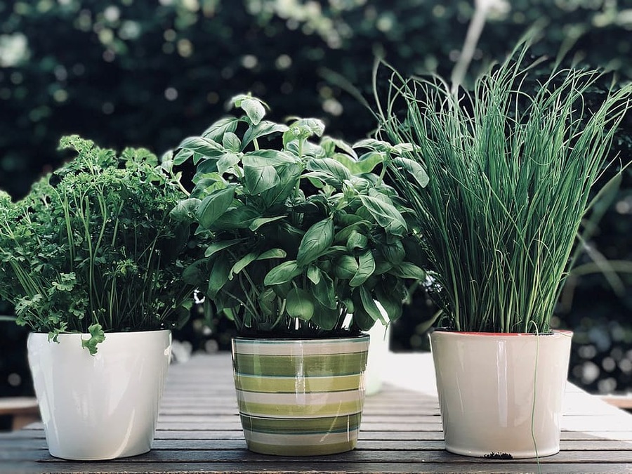 How Much Sunlight Does a Small Garden Need