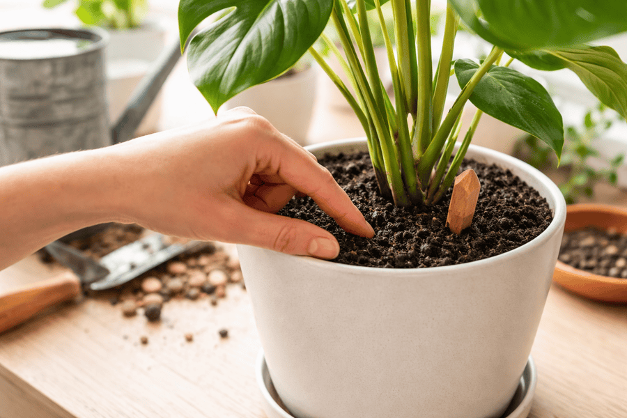 How to Fix Poor Drainage Without Repotting - Checking soil moisture in Monstera pot