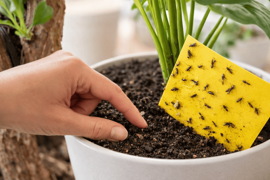 How to Prevent Fungus Gnats in Container Soil - inspecting soil and catching fungus gnats with yellow sticky trap