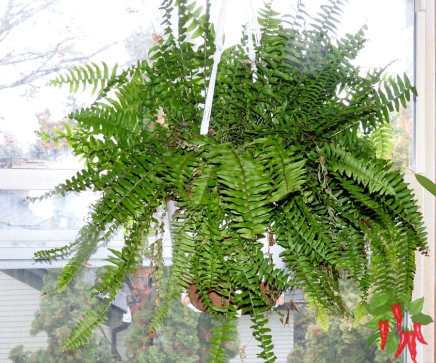Boston Fern - Air-Boosting / Air-Refreshing Houseplants