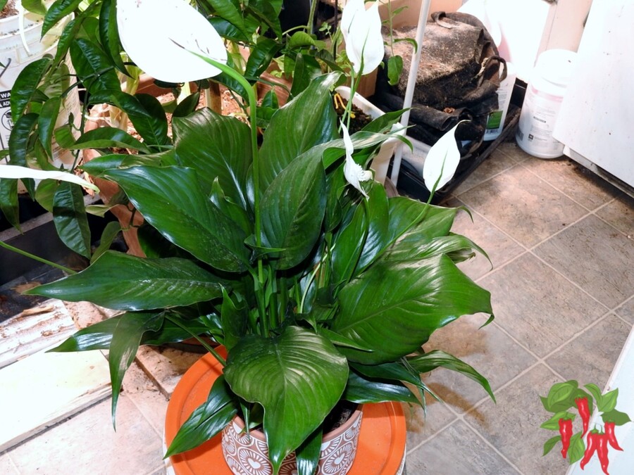 Indoor Plants That Grow Well Year-Round - Peace Lily