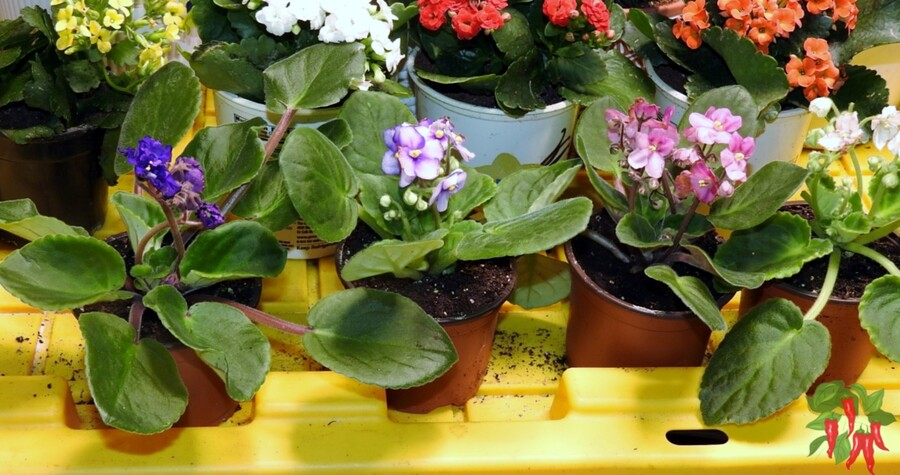 Indoor Plants That Stay Small Long-Term - African Violets