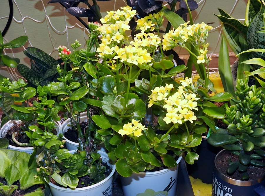 Kalanchoe Blossfeldiana Easy Care Non-Stop Blooms