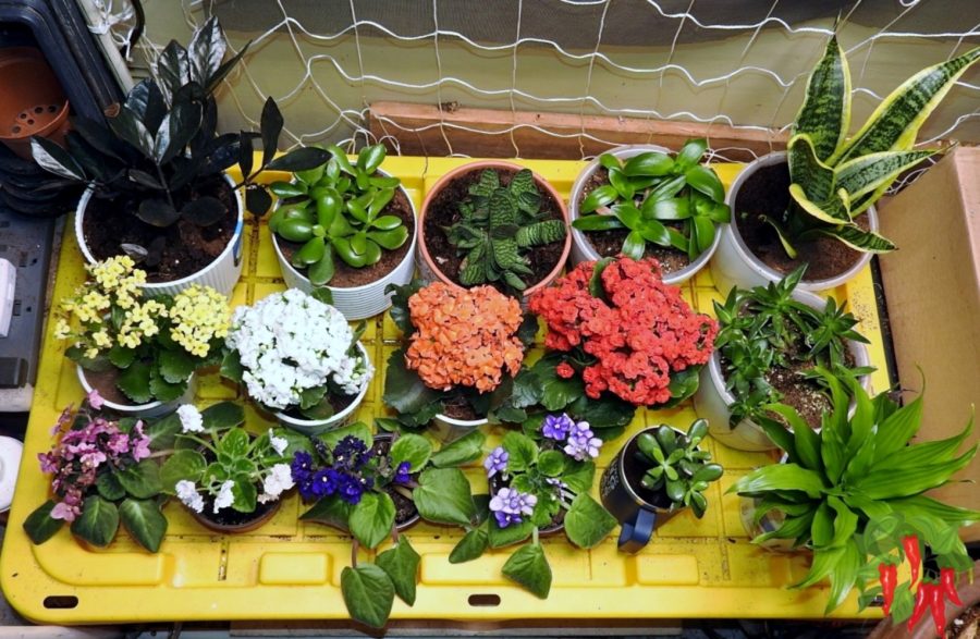 Small-Space Container Gardens: Easy Wins for Beginners Succulent Plants Basically Take Care of Themselves