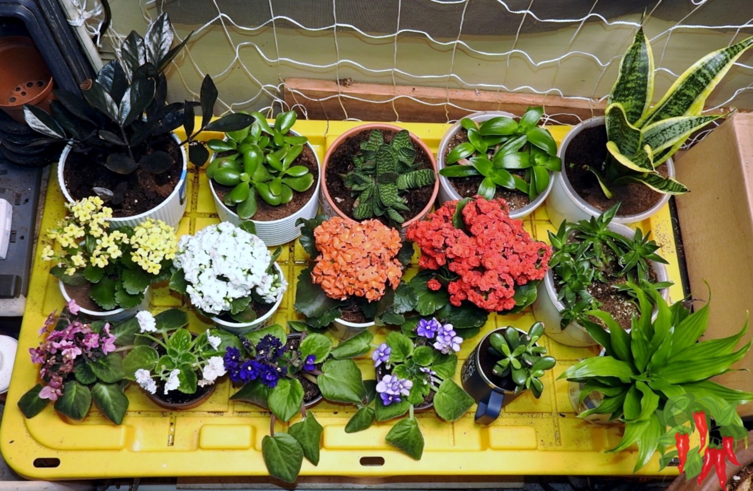 Best Indoor Plants for Apartments and Small Spaces -Container Gardens: Easy Wins for Beginners Succulent Plants